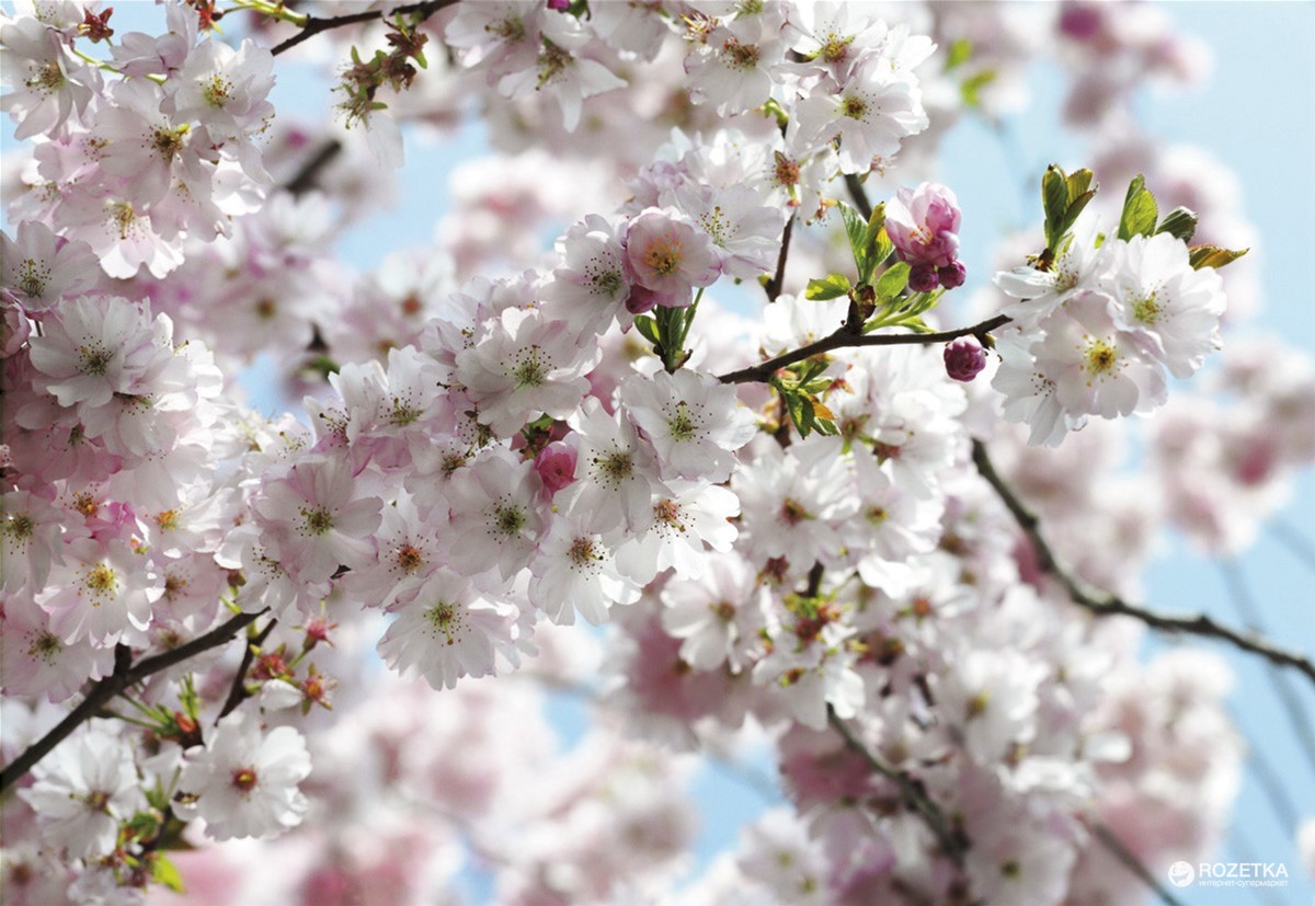 

Фотообои бумажные Komar Spring 368х254 см 8 сегментов (8-507 NG)