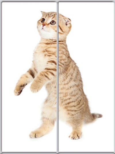 

Шкаф купе Luxe Studio Стандарт-1 Фотопечать Животные-7 1500x2000x600 двухдверный