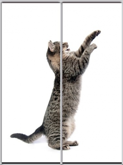 

Шкаф купе Luxe Studio Стандарт-1 Фотопечать Животные-9 1000x2000x600 двухдверный