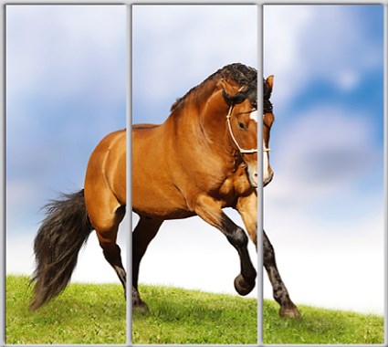 

Шкаф купе Luxe Studio Стандарт-1 Фотопечать Животные-35 2100x2100x450 трехдверный