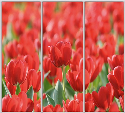 

Шкаф купе Luxe Studio Стандарт-1 Фотопечать Природа-152 2100x2100x450 трехдверный