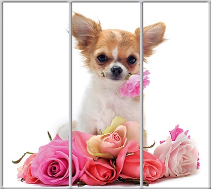 

Шкаф купе Luxe Studio Стандарт-1 Фотопечать Животные-58 2100x2100x450 трехдверный