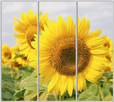 

Шкаф купе Luxe Studio Стандарт-1 Фотопечать Природа-197 2200x2100x450 трехдверный