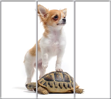 

Шкаф купе Luxe Studio Стандарт-1 Фотопечать Животные-60 2100x2300x450 трехдверный