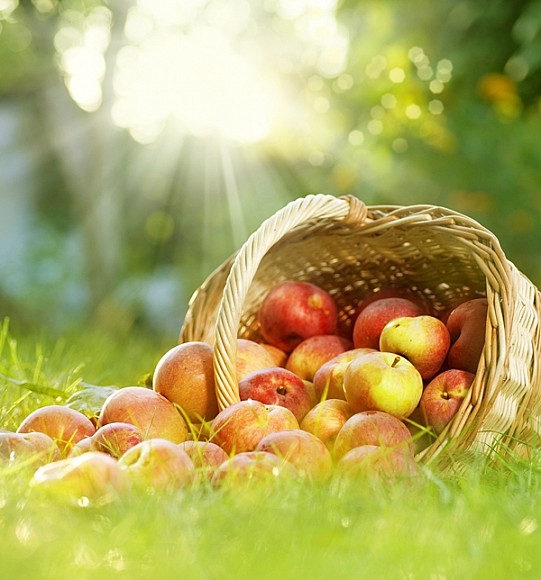 

Картина Арт-Холст Корзина с яблоками №2732 (160x130см)