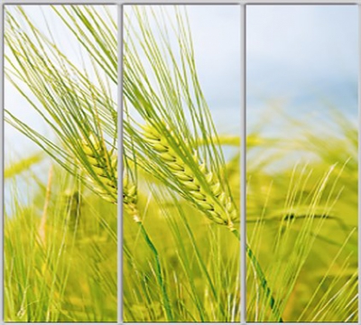 

Шкаф купе Luxe Studio Стандарт-1 Фотопечать Природа-125 2200x2400x450 трехдверный