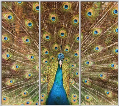 

Шкаф купе Luxe Studio Стандарт-1 Фотопечать Животные-55 2300x2300x450 трехдверный