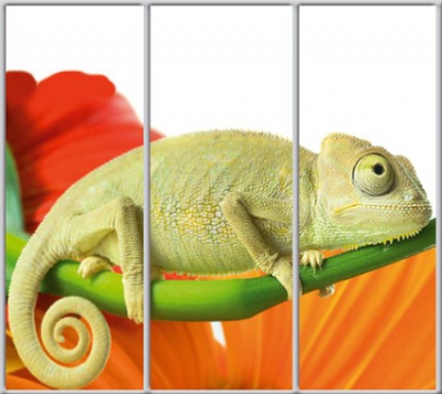 

Шкаф купе Luxe Studio Стандарт-1 Фотопечать Животные 2300x2400x450 трехдверный