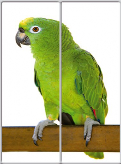 

Шкаф купе Luxe Studio Стандарт-1 Фотопечать Животные-1 1900x2200x600 двухдверный