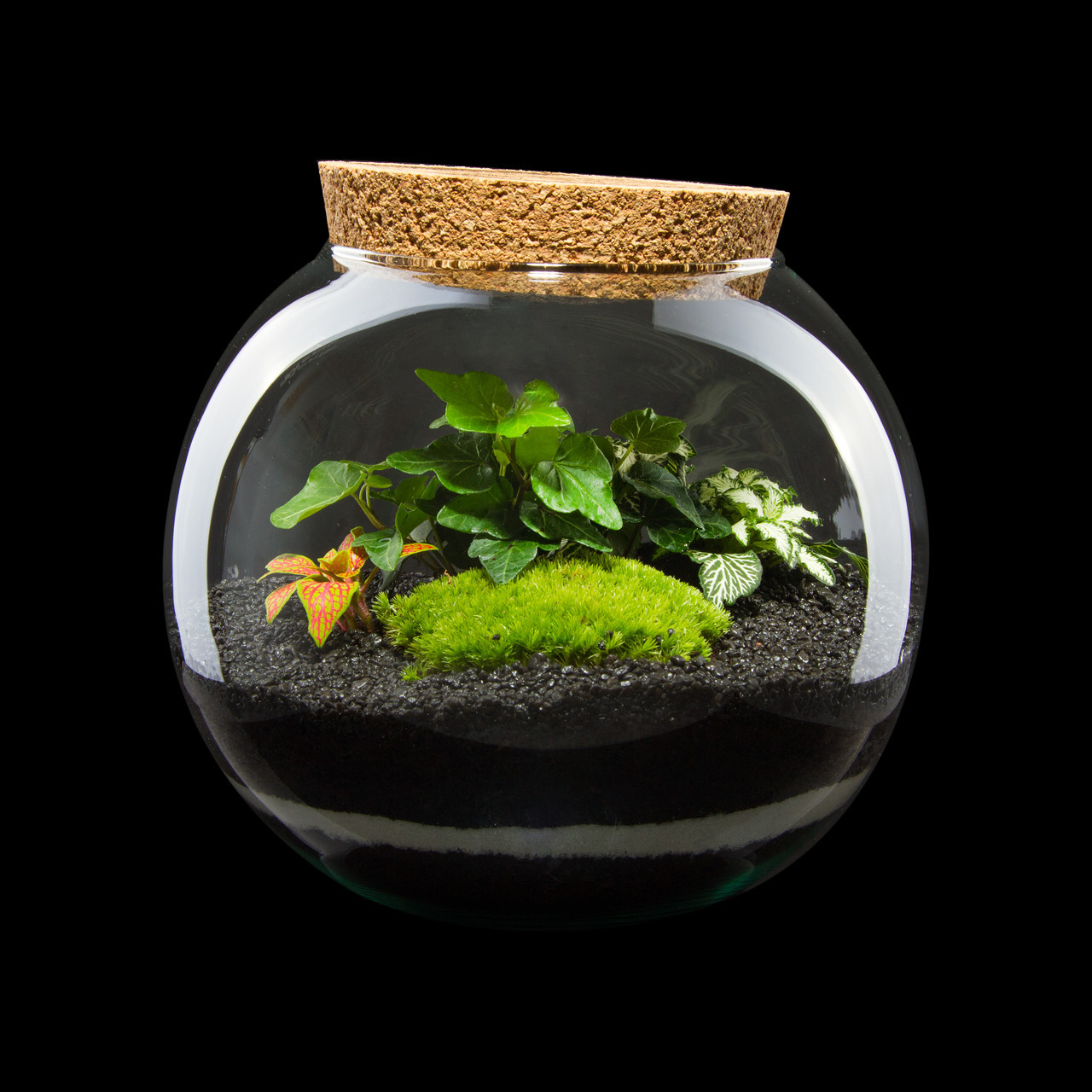 

Декоративный флорариум в круглой банке с живыми растениями MossGarden Ф8