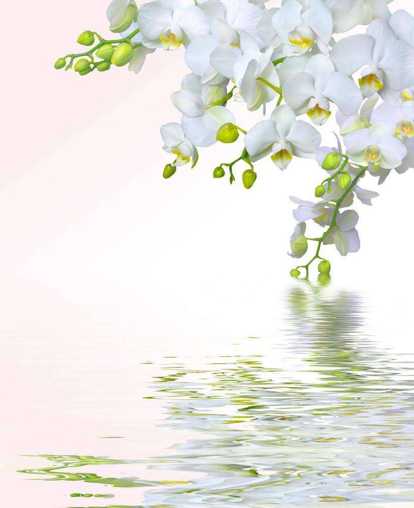 

Фотообои Walldeco Белые цветы №4397 Гладь