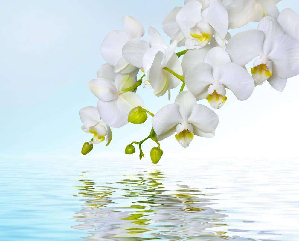 

Фотообои Walldeco Белая орхидея №1357 Гладь