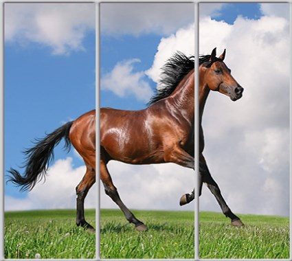 

Шкаф купе Luxe Studio Стандарт-1 Фотопечать Животные-9 2400x2300x450 трехдверный