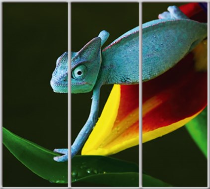 

Шкаф купе Luxe Studio Стандарт-1 Фотопечать Животные-17 2400x2000x450 трехдверный