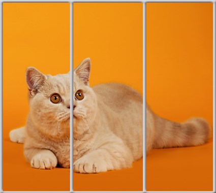 

Шкаф купе Luxe Studio Стандарт-1 Фотопечать Животные-45 2400x2300x450 трехдверный