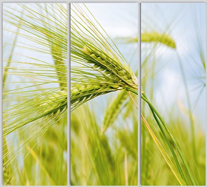 

Шкаф купе Luxe Studio Стандарт-1 Фотопечать Природа-126 2400x2100x450 трехдверный