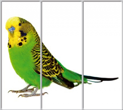 

Шкаф купе Luxe Studio Стандарт-1 Фотопечать Животные-50 2200x2200x600 трехдверный