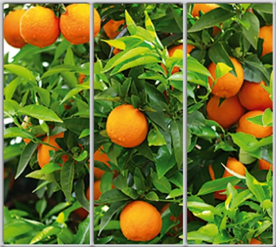 

Шкаф купе Luxe Studio Стандарт-1 Фотопечать Еда и напитки-17 2200x2300x600 трехдверный