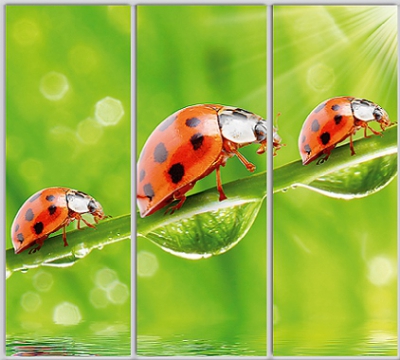 

Шкаф купе Luxe Studio Стандарт-1 Фотопечать Природа-224 2200x2000x600 трехдверный