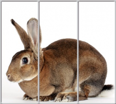 

Шкаф купе Luxe Studio Стандарт-1 Фотопечать Животные-49 2300x2300x600 трехдверный