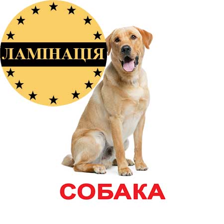

Карточки Домана "Мои первые знания" большие, ламинированные, с фактами, русский язык