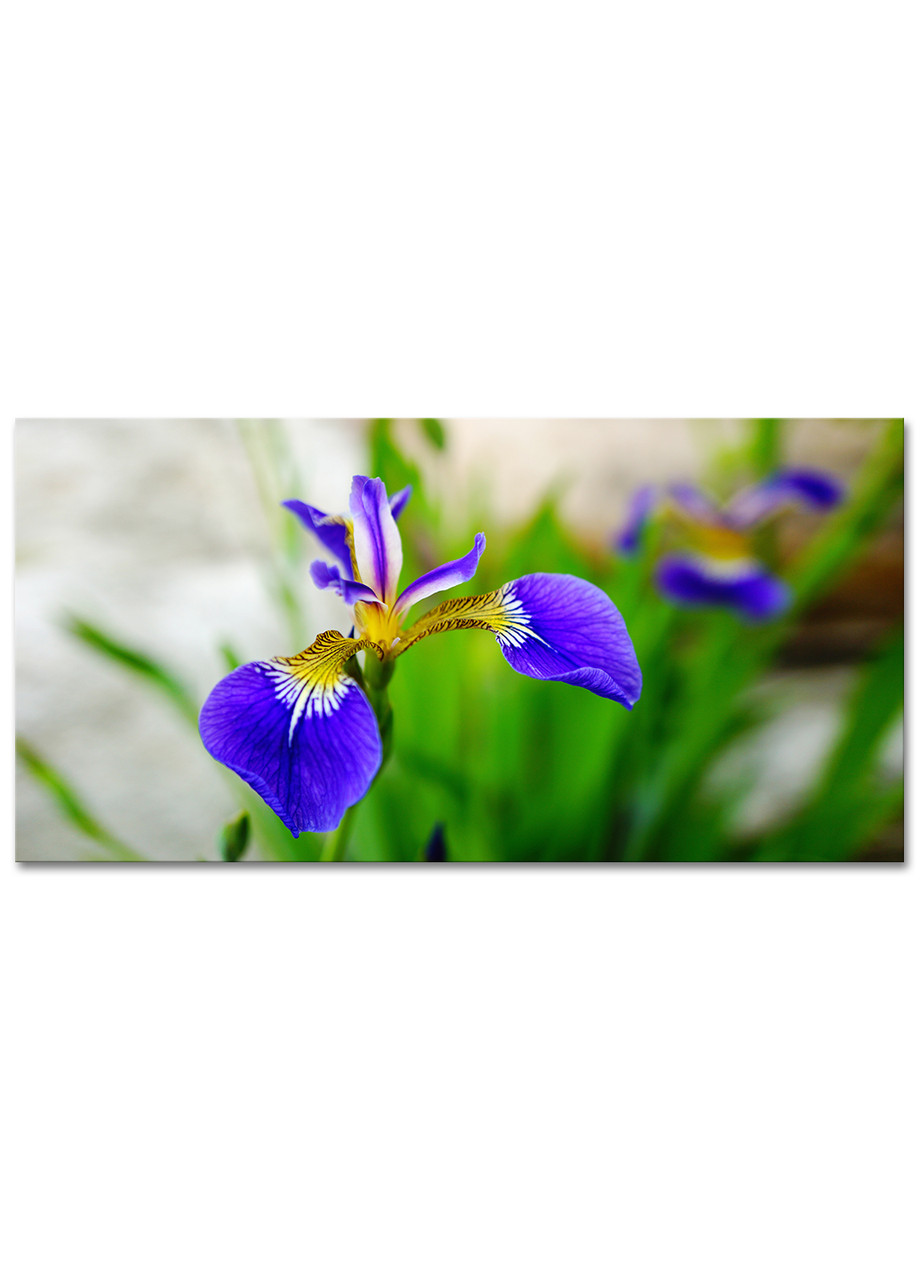 

Фотокартина на холсте Живописный ирис, 50*100 см