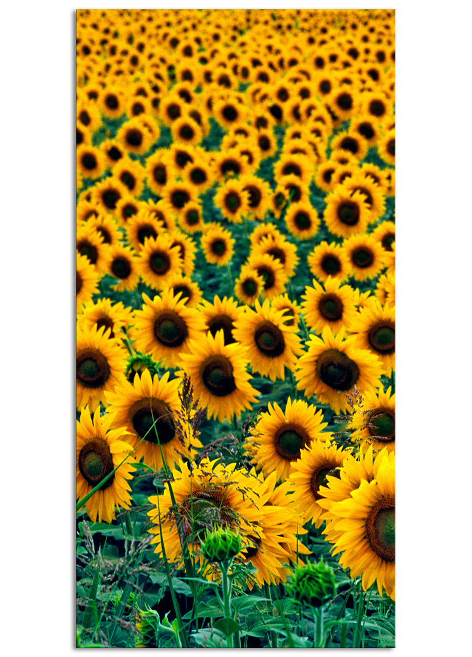 

Фотокартина на холсте Подсолнухи, 60*120 см