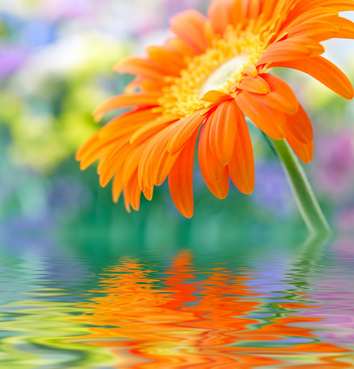 

BeHappy Фотообои: Оранжевый цветок в отражении flowers00100 Фреска