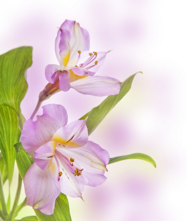 

BeHappy Фотообои: Нежные цветы flowers00023 Фреска