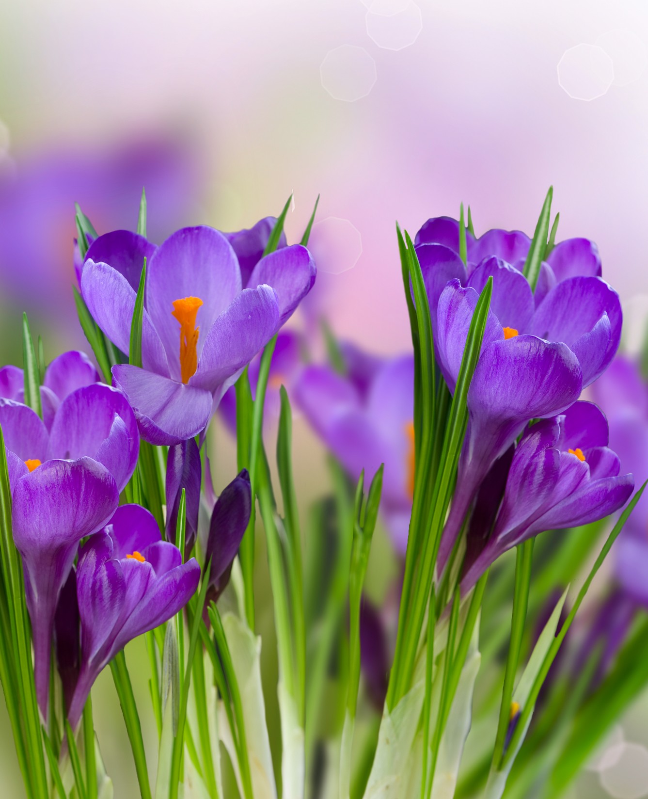 

BeHappy Фотообои: Фиолетовые цветы flowers00138 Жаккард