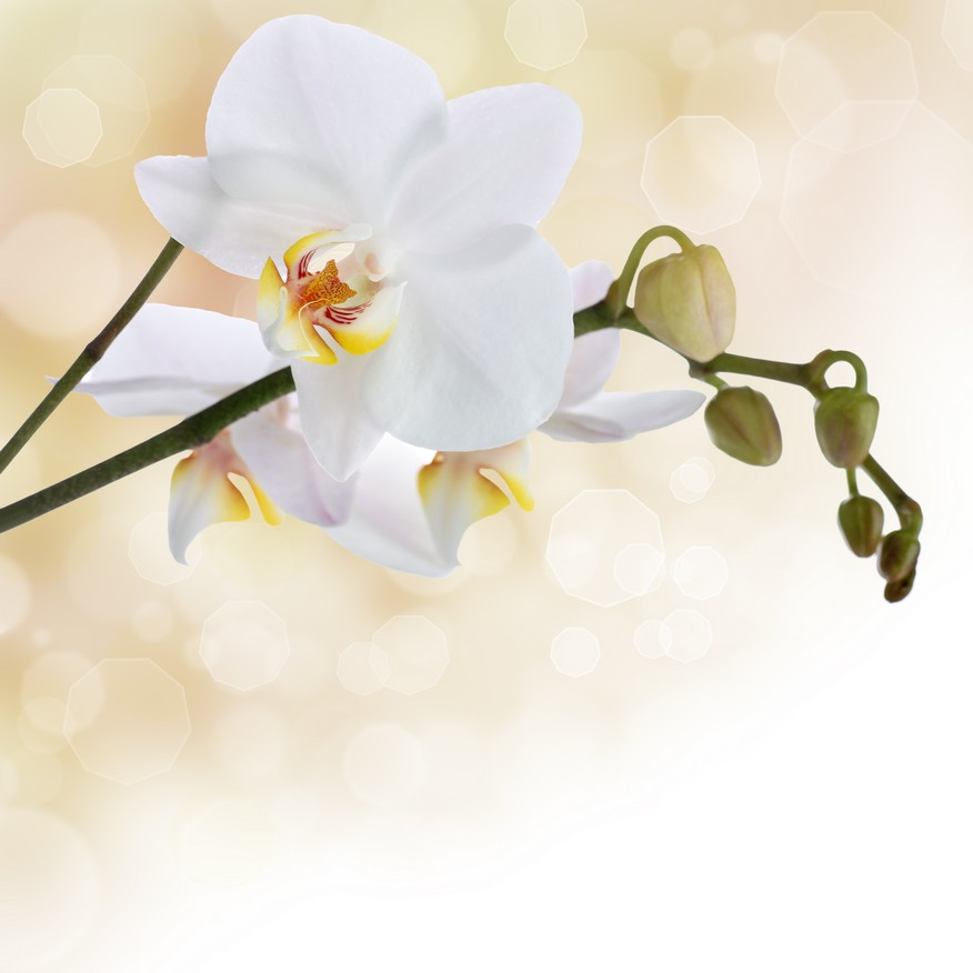 

BeHappy Фотообои: Белые орхидеи flowers00049 Карат