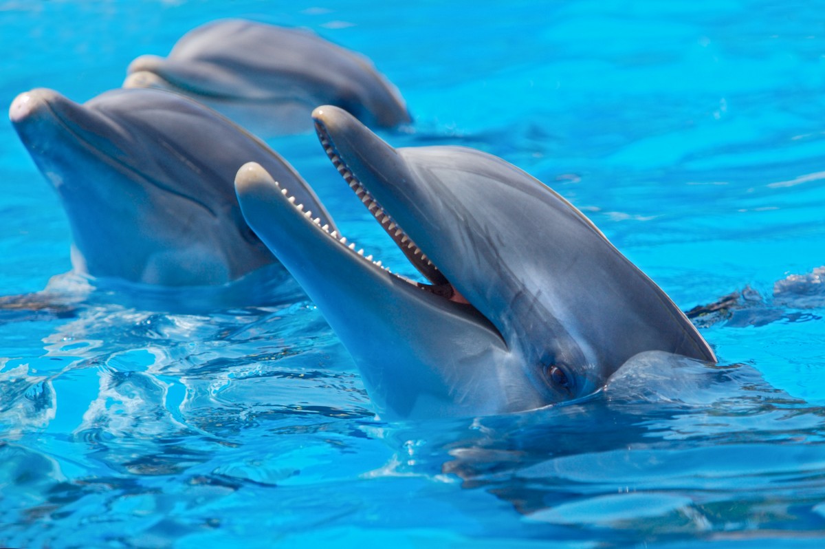 

BeHappy Фотообои: Дельфины ANI-003 Гладь