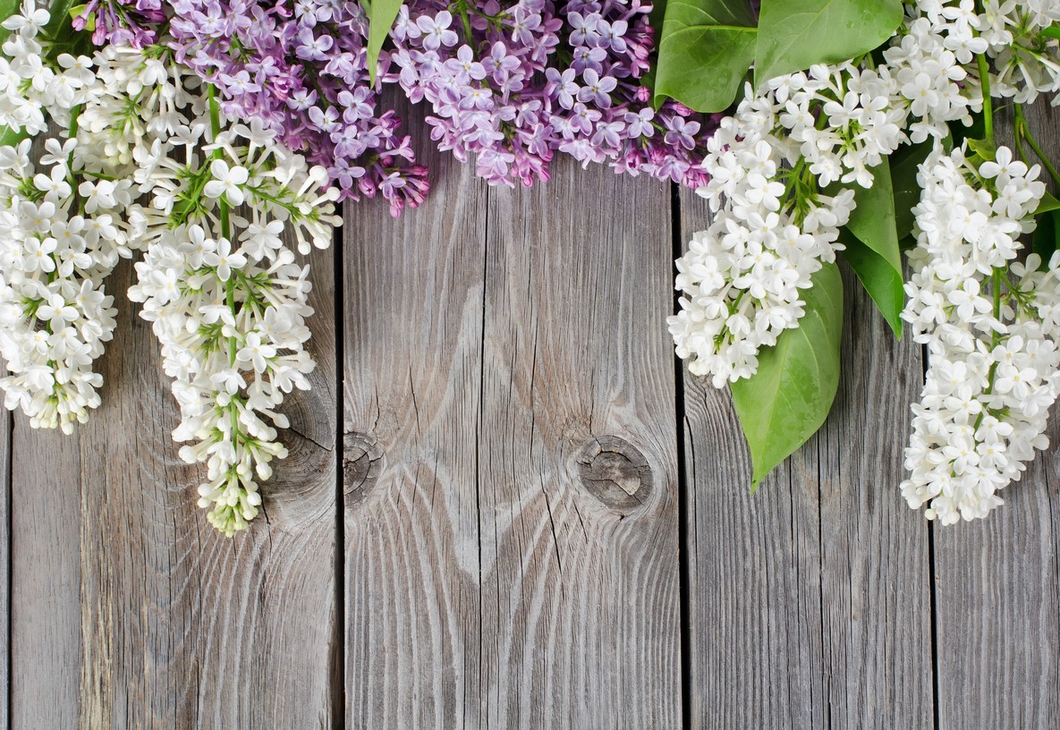 

BeHappy Фотообои: Сирень и дерево flowers00097 Гладь
