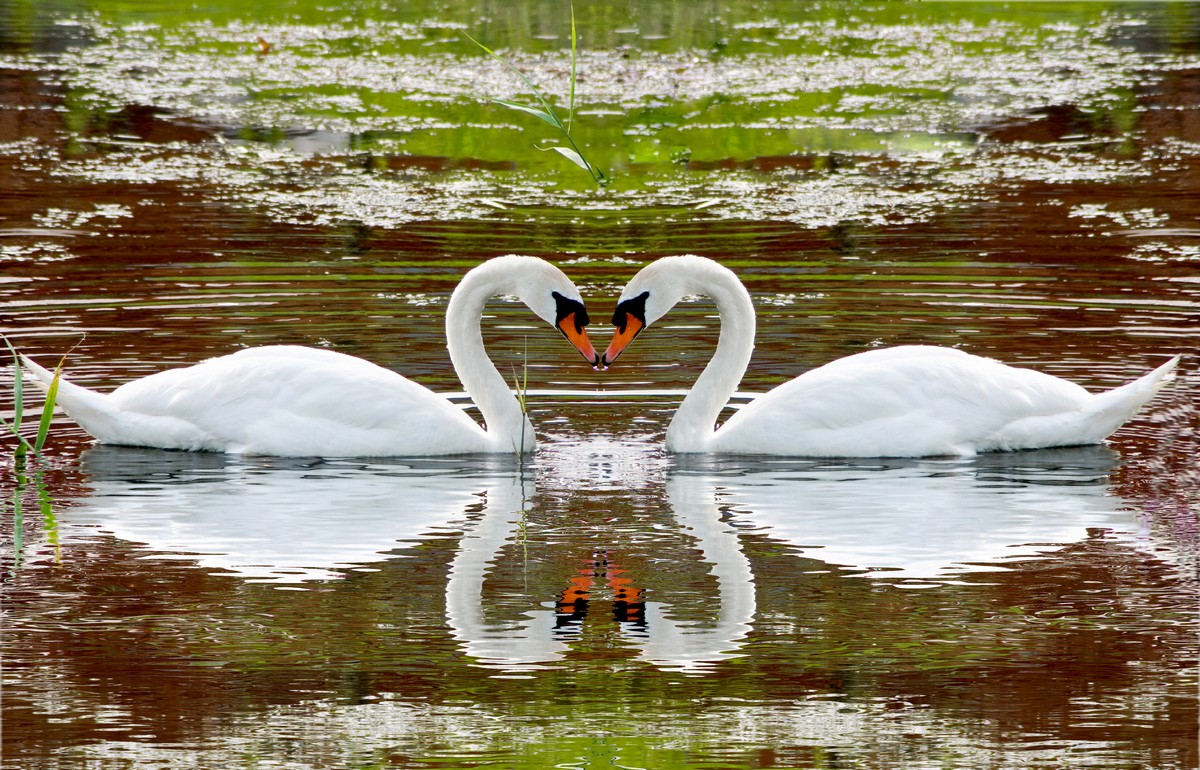 

BeHappy Фотообои: Влюблённая пара ANI-034 Прованс