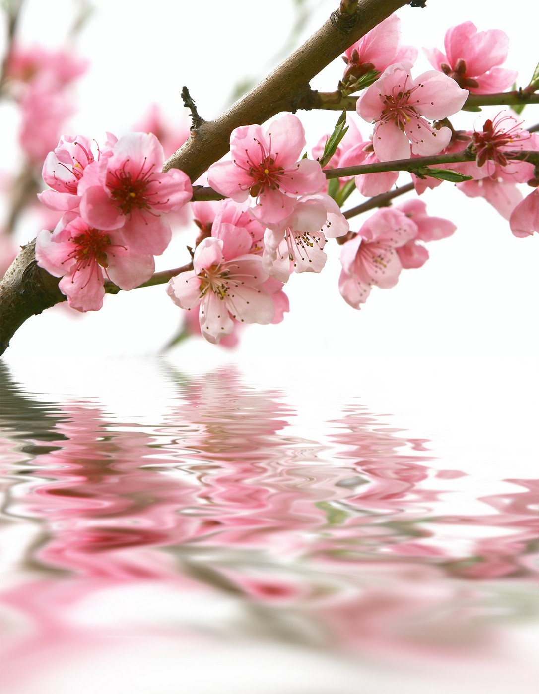 

BeHappy Фотообои: Сакура над водой flowers00067 Карат