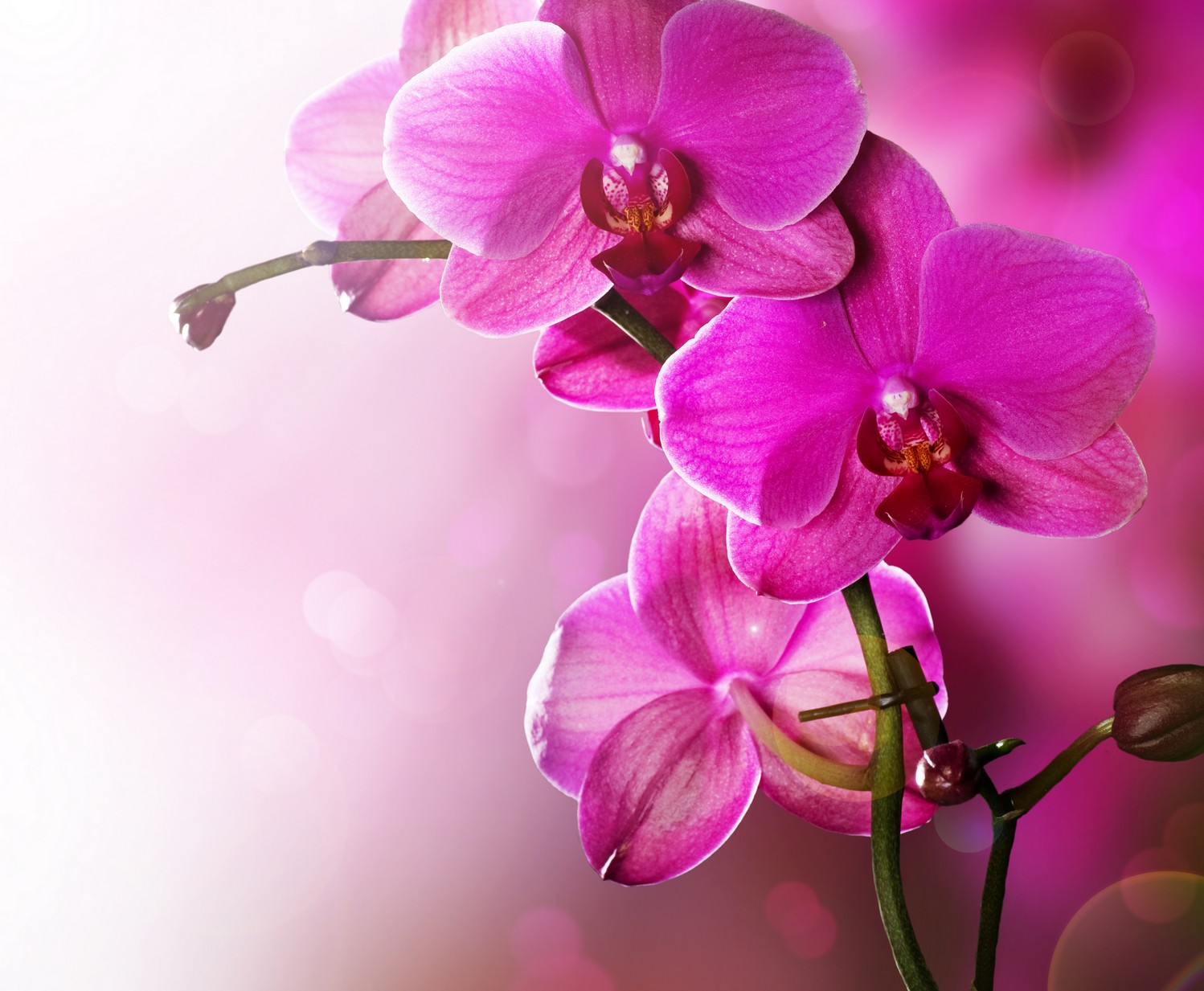 

BeHappy Фотообои: Чудесные орхидеи flowers00086 Карат