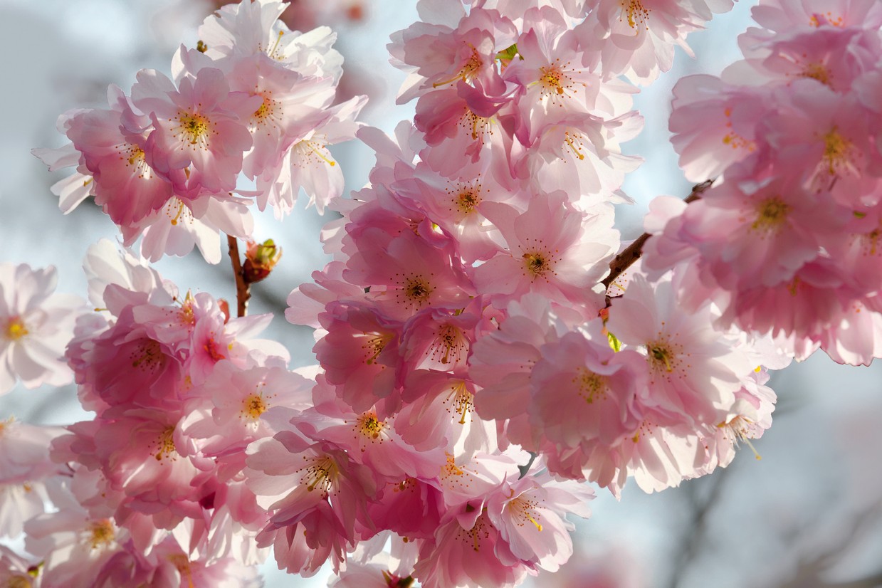 

BeHappy Фотообои: Цветение сакуры flowers00130 Песок