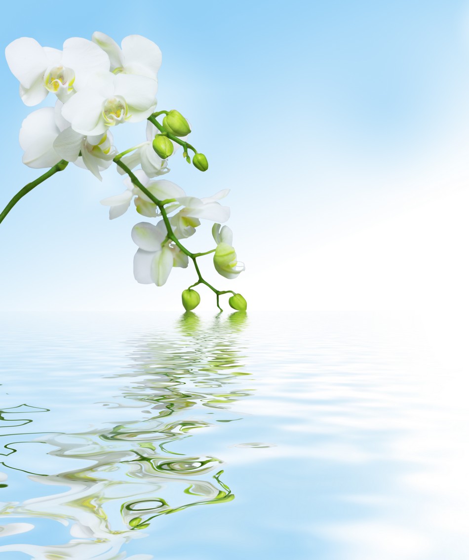 

BeHappy Фотообои: Белые орхидеи в отражении flowers00083 Жаккард