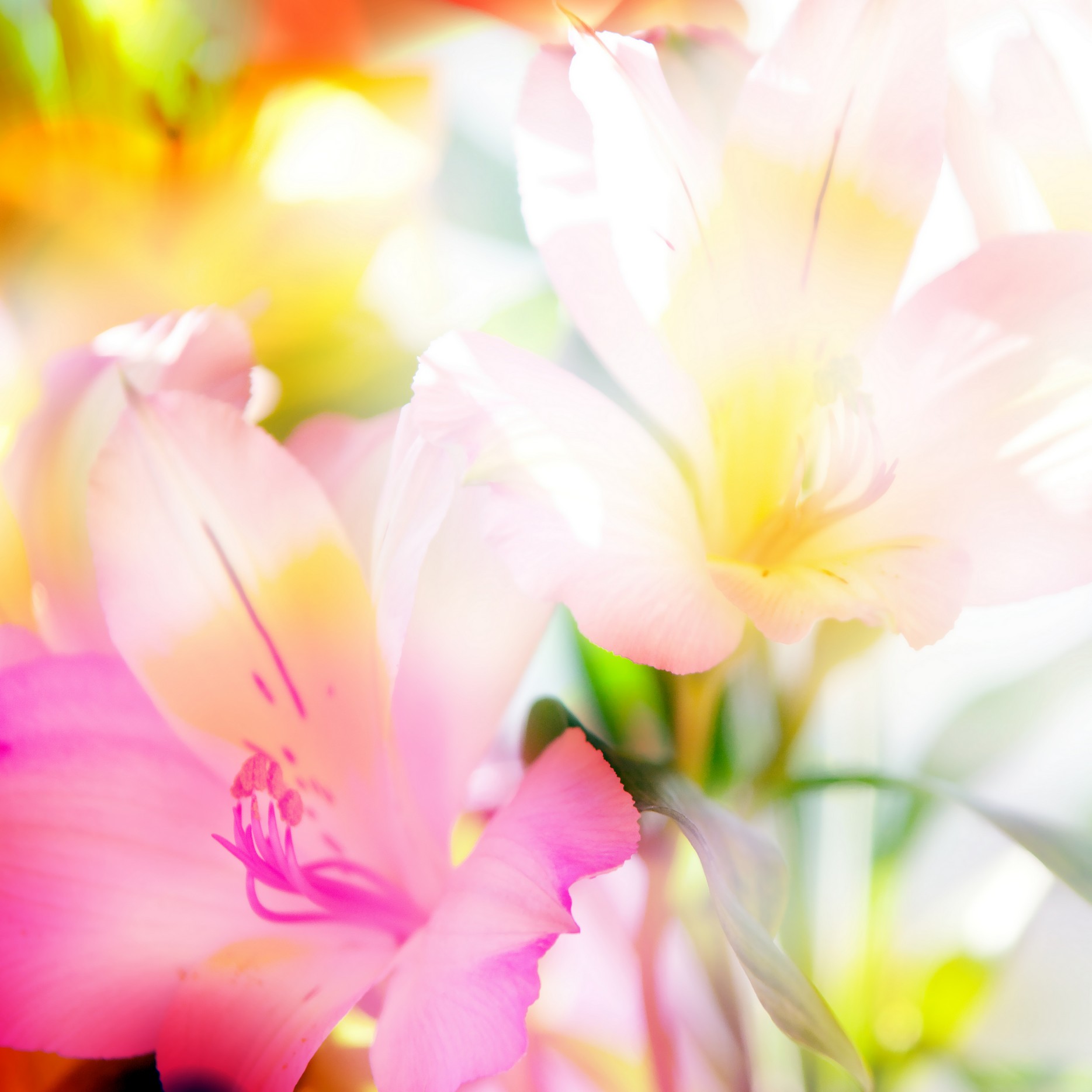 

BeHappy Фотообои: Богатство цвета flowers00072 Гладь