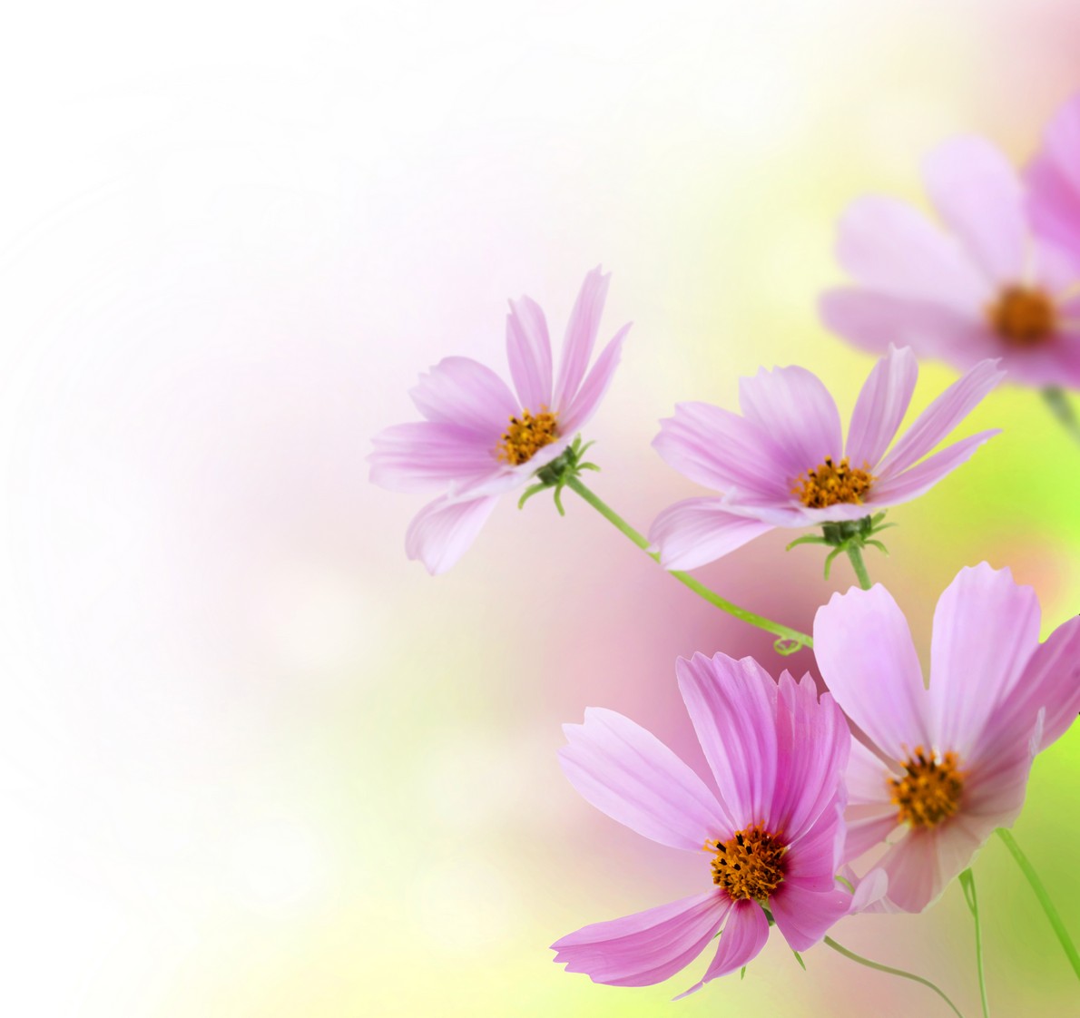 

BeHappy Фотообои: Розовые цветы flowers00021 Базальт