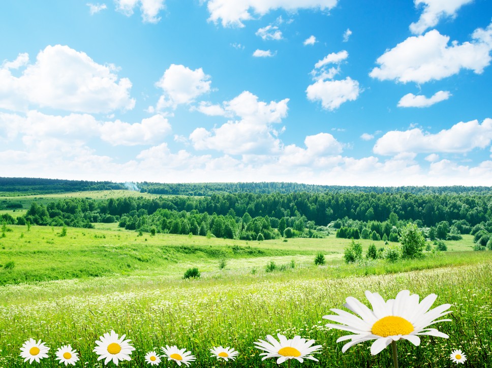 

BeHappy Фотообои: Ромашка, поле, облака flowers00029 Гладь