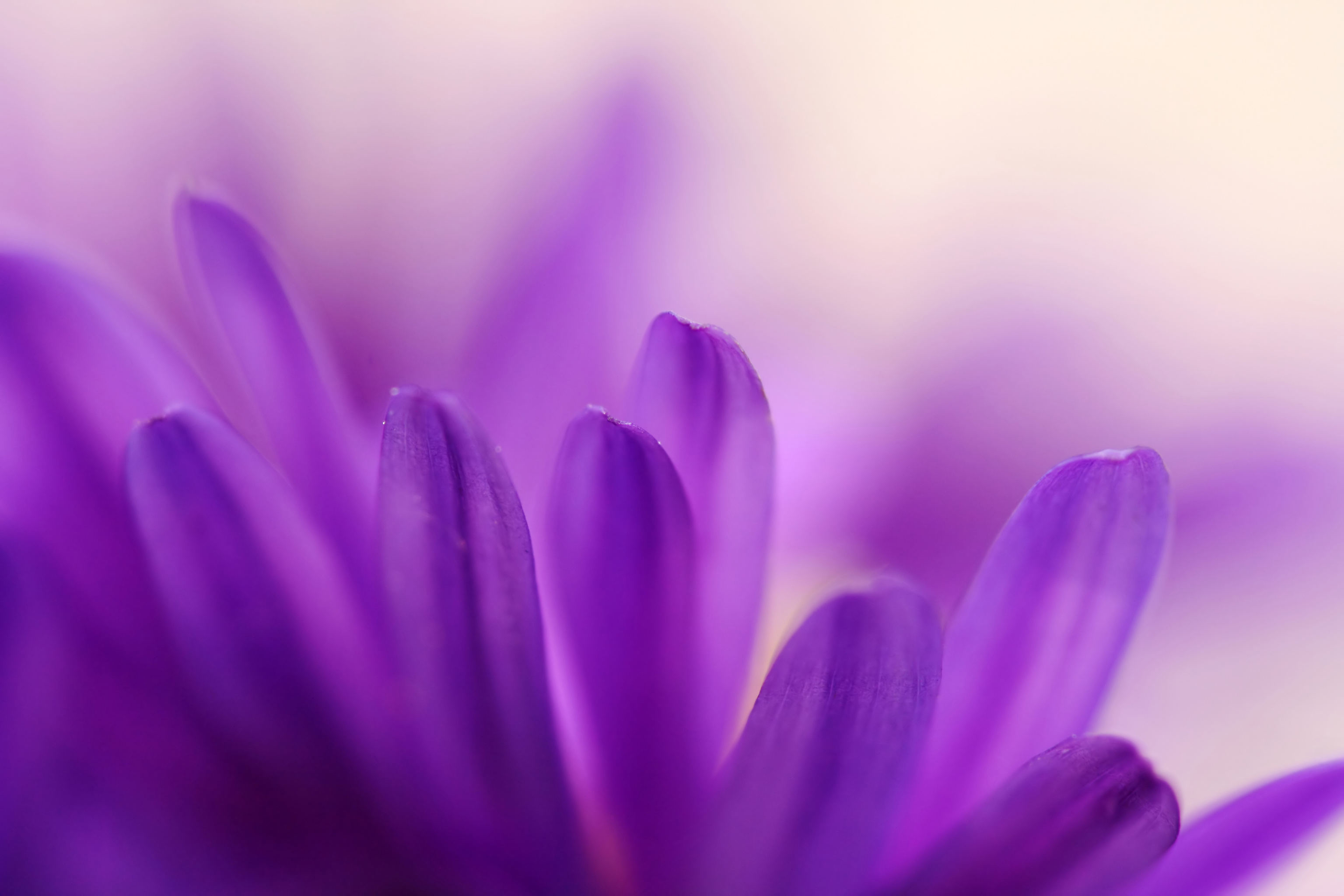 

BeHappy Фотообои: Сказочные лепестки NAT-033 Гладь