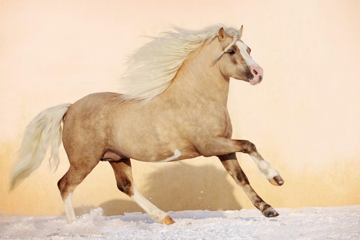

BeHappy Фотообои: Красивая лошадь ANI-025 Жаккард