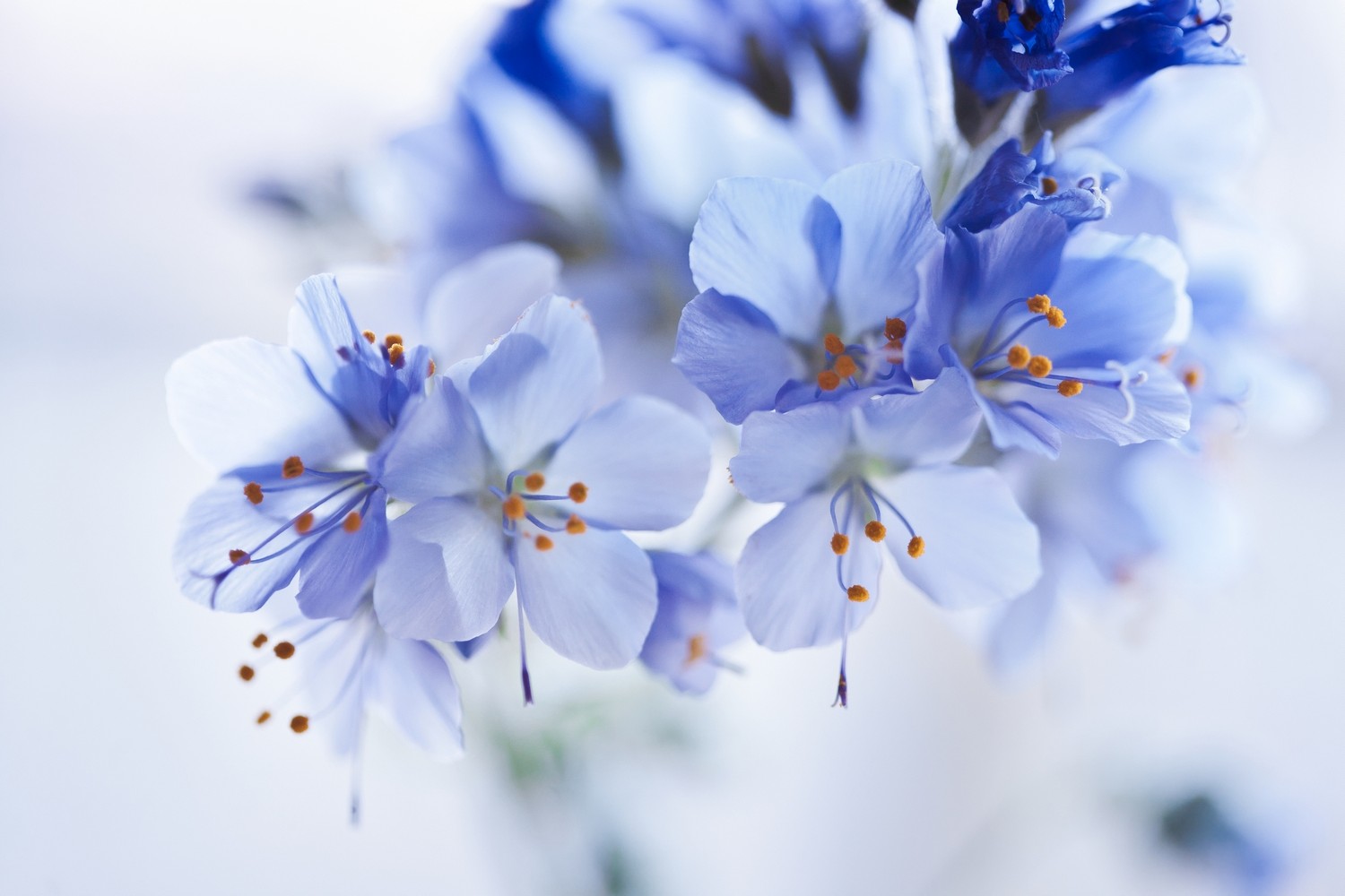 

BeHappy Фотообои: Синие цветы flowers00118 Декор. штукатурка
