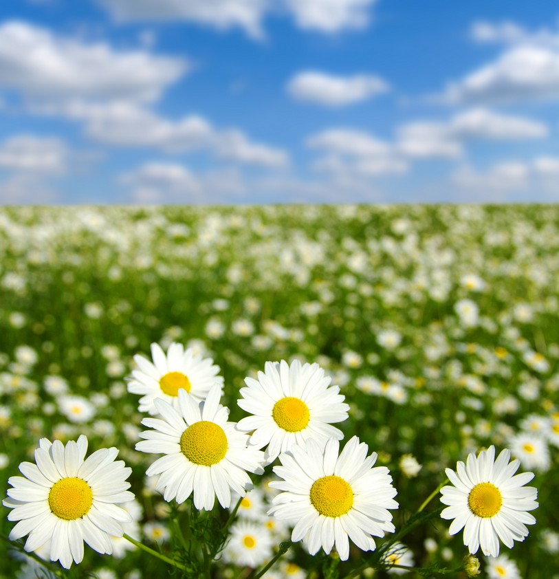 

BeHappy Фотообои: Ромашки в поле flowers00002 Гладь