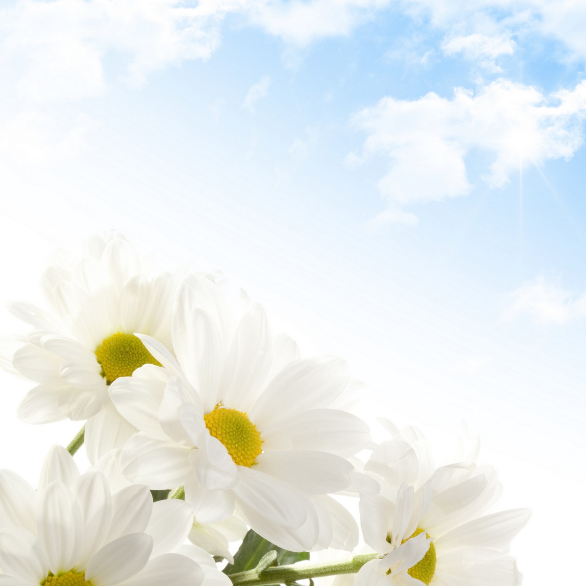 

BeHappy Фотообои: Белые цветы NAT-165 Базальт