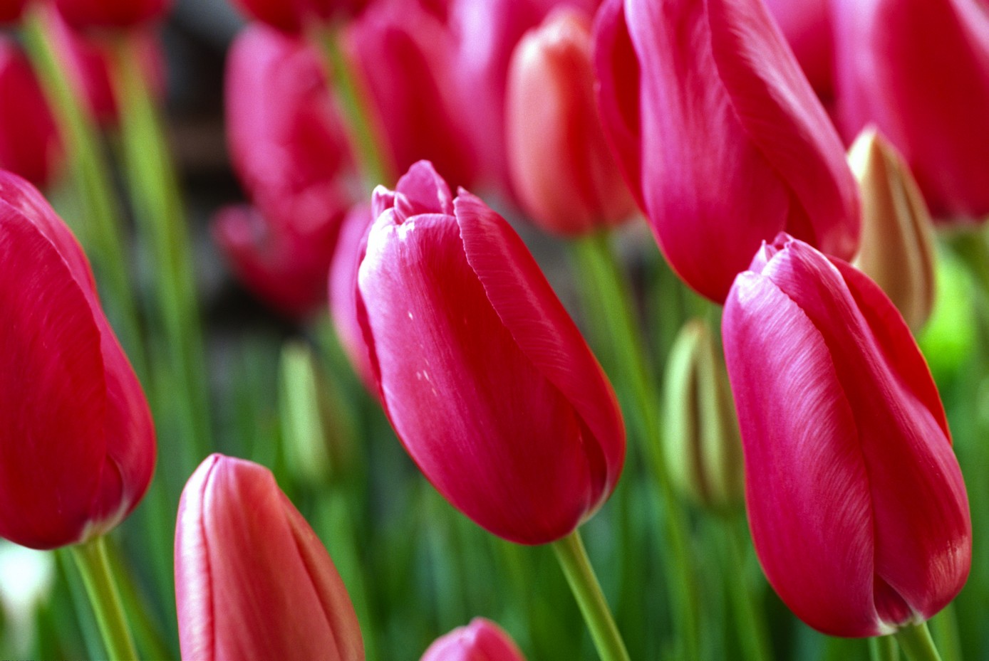 

BeHappy Фотообои: Весенние тюльпаны flowers00005 Базальт