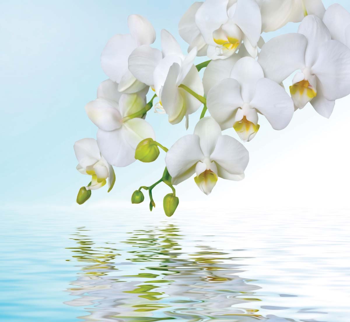 

Фотообои WS Wallpaper Орхидеи над водой 294*270 (31188) Сатин