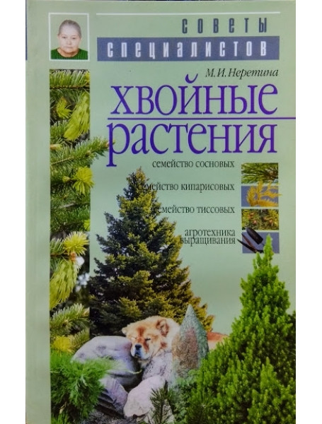 

Хвойные растения