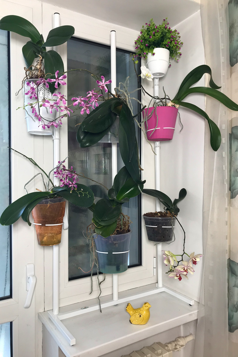 Полка для орхидей (52 фото)